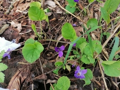 Viola odorata