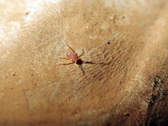 Eupodina