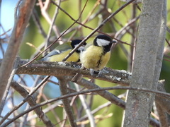 Parus major