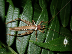 Matuanus elegans