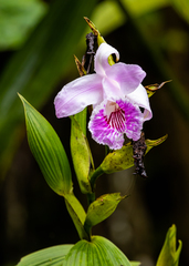 Sobralia rosea