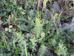 Trifolium hirtum