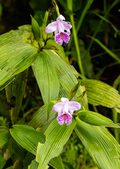 Sobralia rosea