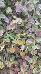 Rubus phoenicolasius