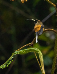 Phaethornis syrmatophorus