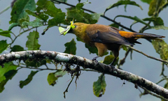 Psarocolius angustifrons angustifrons