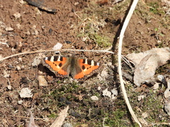 Aglais urticae