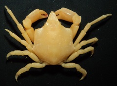 Epialtus brasiliensis