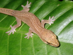 Bavayia septuiclavis