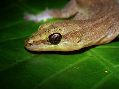 Bavayia septuiclavis