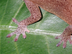 Bavayia septuiclavis