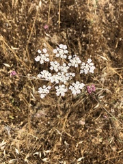 Daucus crinitus