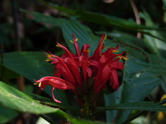 Pachystachys coccinea