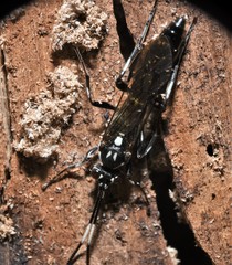 Orgichneumon calcatorius