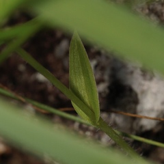 Eriochilus pulchellus