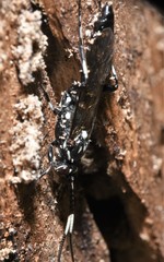 Orgichneumon calcatorius