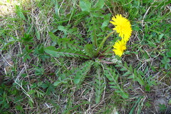 Taraxacum distinctilobum