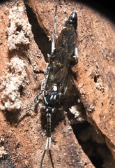Orgichneumon calcatorius