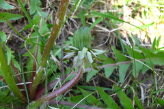 Taraxacum distinctilobum