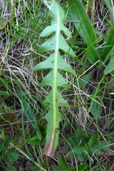 Taraxacum distinctilobum