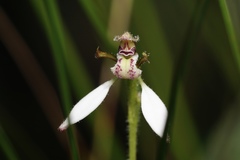 Eriochilus pulchellus