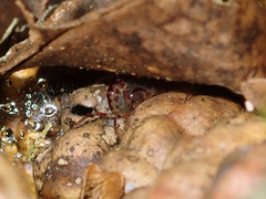 Talitroides topitotum