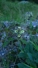 Myosotis macrantha
