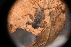 Maccaffertium modestum