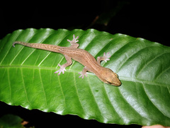 Bavayia septuiclavis