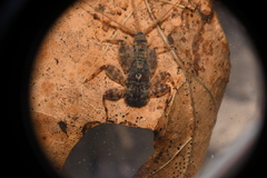 Maccaffertium modestum