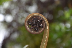 Alsophila celsa