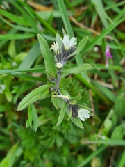 Buglossoides