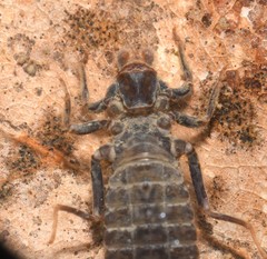 Lanthus vernalis
