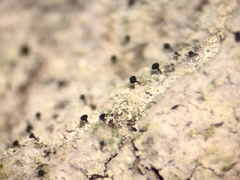Chaenothecopsis ochroleuca