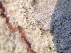 Chaenothecopsis ochroleuca