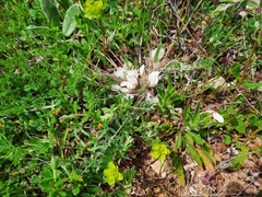 Astragalus rupifragus