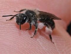 Andrena erigeniae