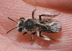 Andrena erigeniae