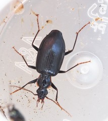 Platynus tenuicollis