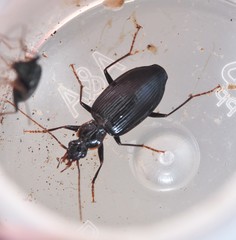 Platynus tenuicollis