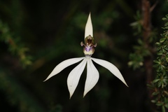 Praecoxanthus aphyllus