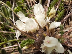 Astragalus rupifragus