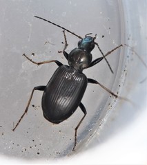 Agonum ferreum