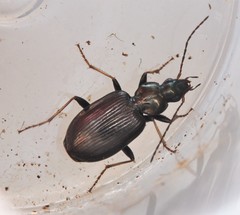 Agonum ferreum