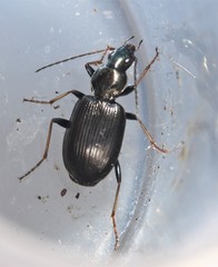 Agonum ferreum