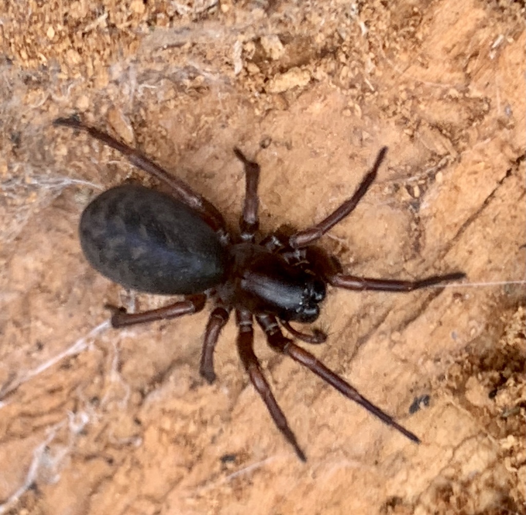 Coelotes terrestris