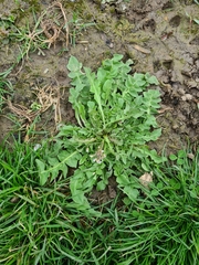 Arabidopsis arenosa arenosa
