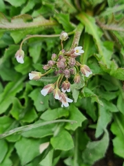 Arabidopsis arenosa arenosa