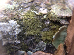 Scoliciosporum chlorococcum