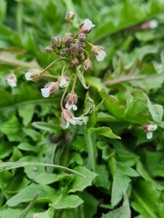 Arabidopsis arenosa arenosa